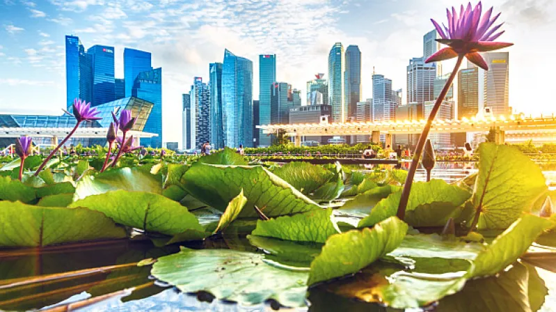 image of lillypads in the water